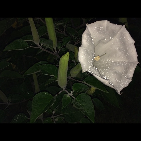 Meet Your Posher, Crystal 😘 - Picture 1 of 1